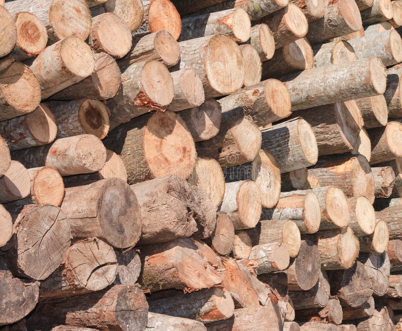 Timber logs stock images