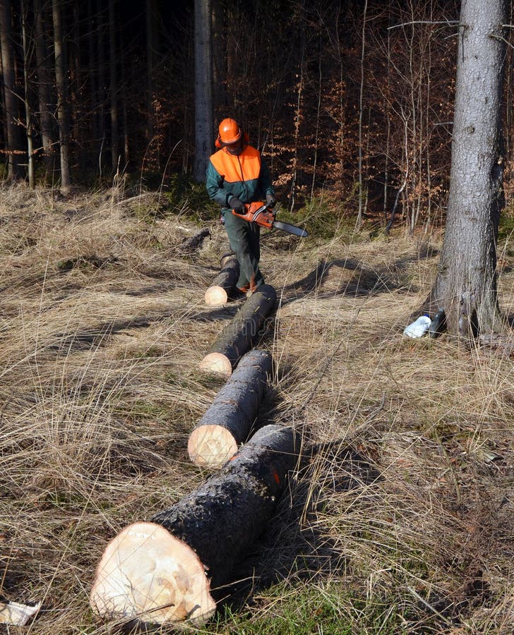 Timber logs in line, lumberjack