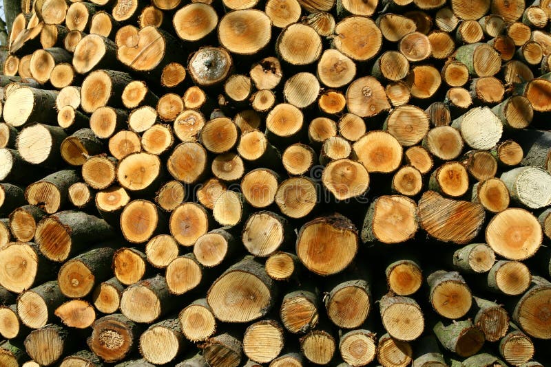 Timber logs royalty free stock photo