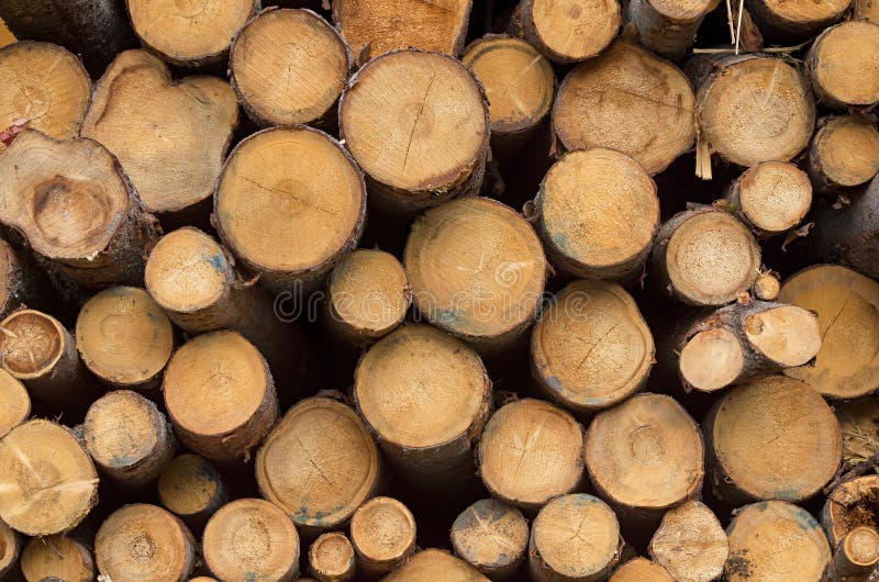 Timber logs royalty free stock photo
