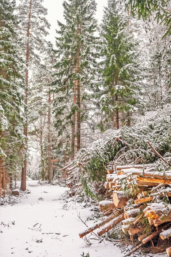 Timber logs stacked by the roadside in a snowy spruce forest at winter stock image