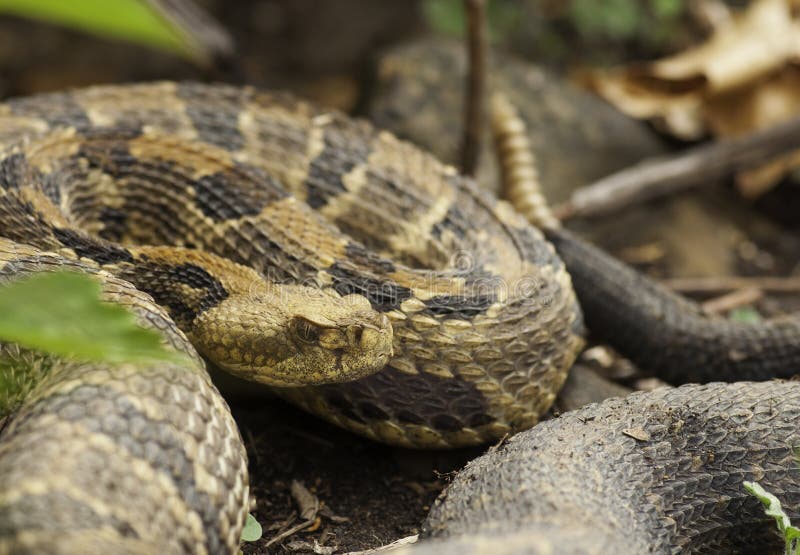 A large gravid female Timber Rattlesnake coils up outside its den on a southern exposed rocky hillside in the midwest.