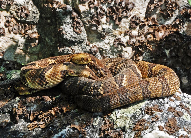 Timber Rattlesnakes