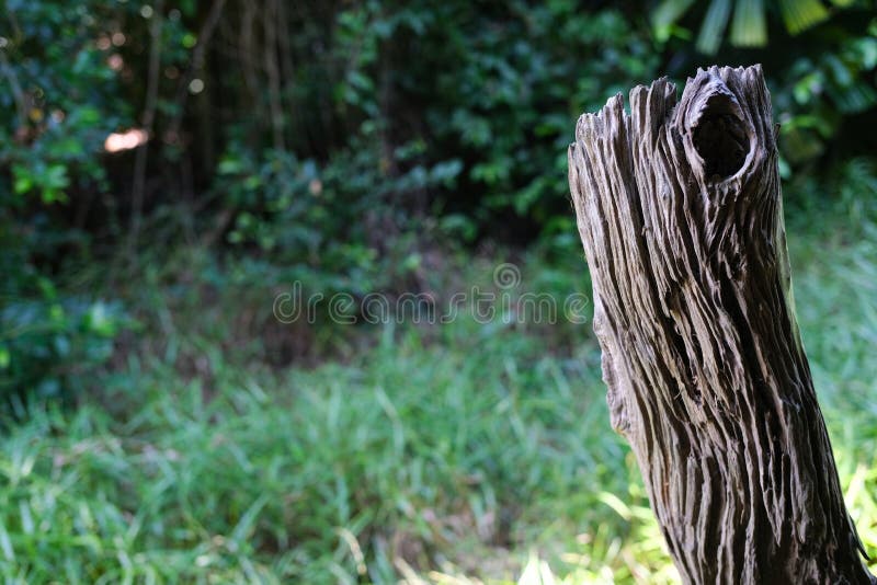 Vertical timber hard wood tree. Single wooden textured dried plant with copy space green grass background in botany garden. no p royalty free stock photography.