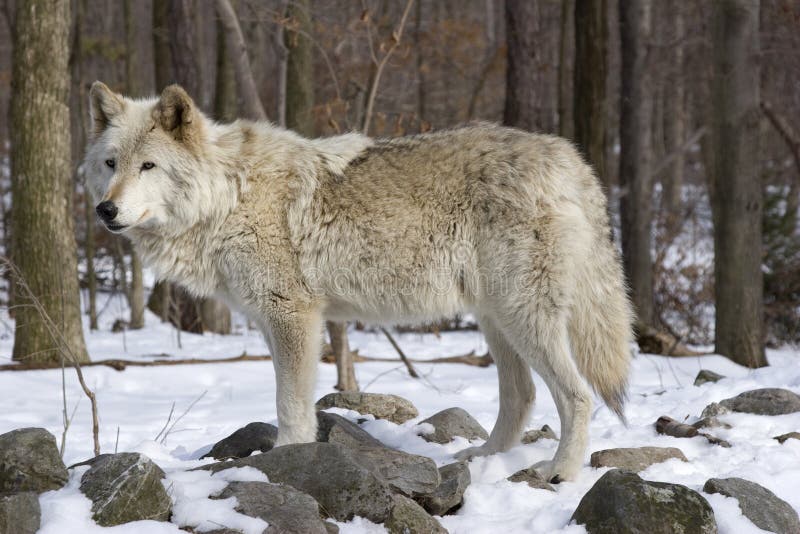 Timber Wolf (Canis lupus lycaon) standing in snow