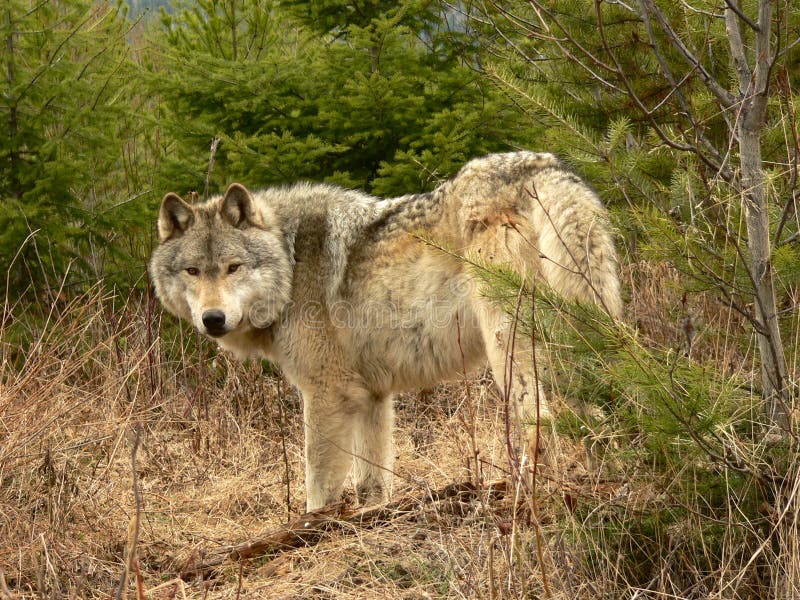 Masculino madera Lobo en Bosque más cercano dorado, británico,.