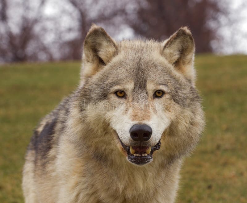 Timber Wolf (Canis lupus) Head