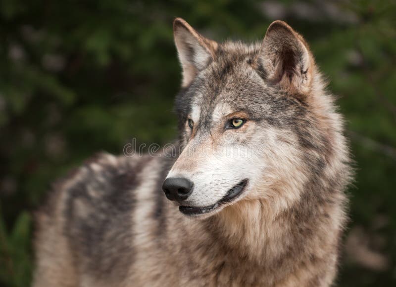 Timber Wolf (Canis lupus) Looks Left