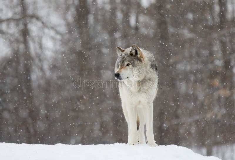 Download A Lone Timber Wolf Or Grey Wolf (Canis Lupus) Standing In ...