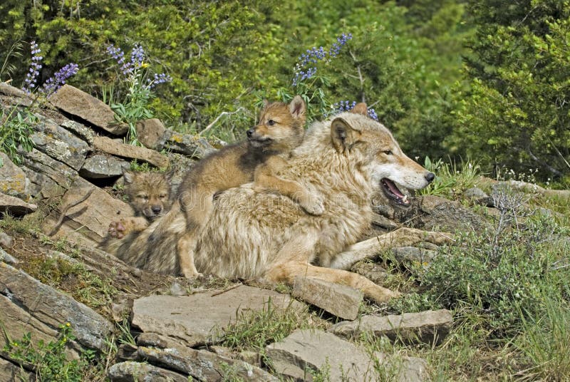 Timber wolf with her cubs at Montana den site. Timber wolf with her cubs at Montana den site