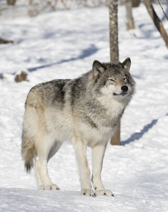 Timber Wolf or Grey Wolf Canis Lupus Isolated on White Background ...