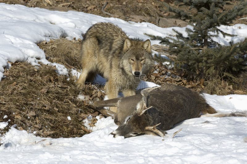 Timber wolf with kill stock photo. Image of winter, gray 17792368