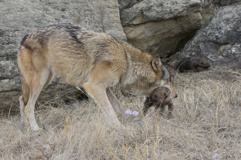 Timber Wolf Mother Carrying Pup Stock Image Image of powerful, hairs