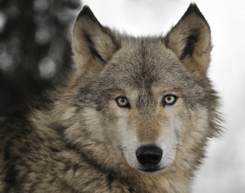 Timber Wolf (Canis lupus) Portrait - captive animal. Timber Wolf (Canis lupus) Portrait - captive animal