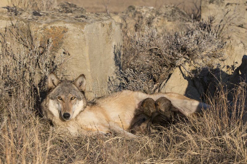 Timber Wolf Pups Nursing on Mother Stock Image Image of powerful