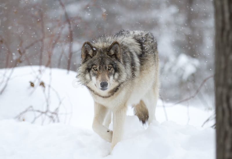 A lone Timber wolf or grey wolf &#x28;Canis lupus&#x29; walking in the winter snow in Canada