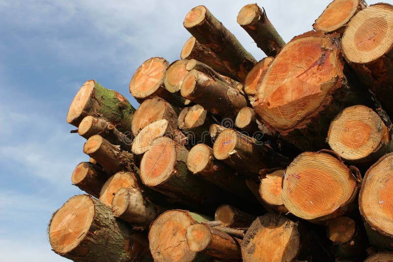 Timber Wood Lumber Logs
