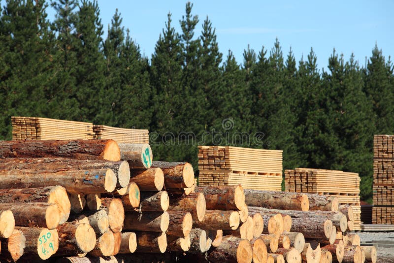 Stacked logs, cut timber and a pine forest, the whole forestry industry. Stacked logs, cut timber and a pine forest, the whole forestry industry