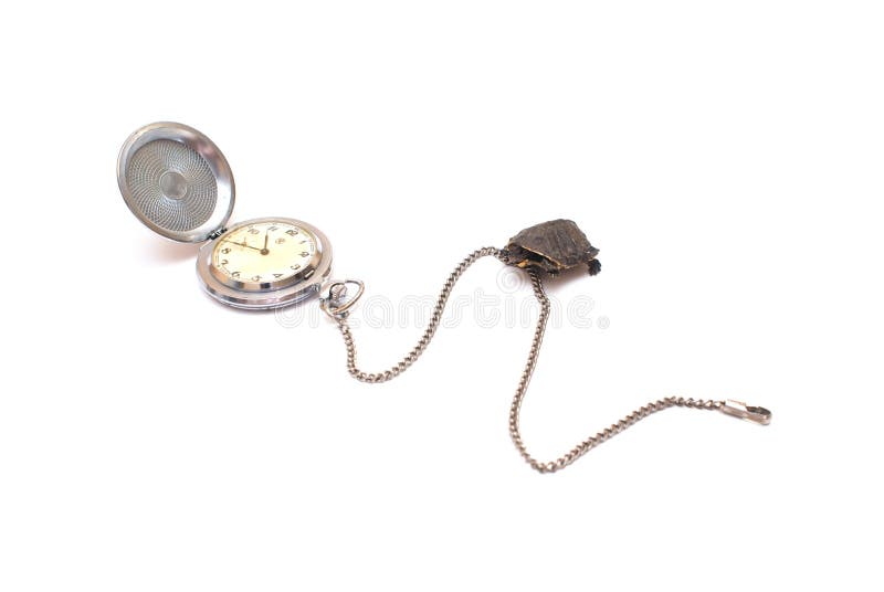 Time concept with watch and turtle isolated