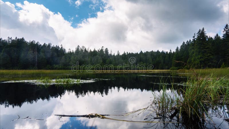 Black lake and marshes, forest in background on Pohorje mountain, Slovenia