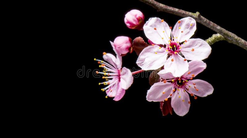 Time Lapse branch with flowers