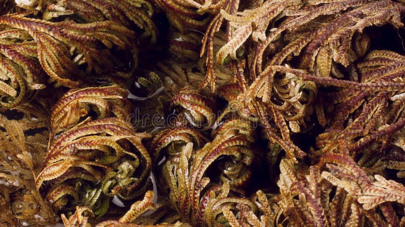 Time-lapse close up footage of opening Rose of Jericho. Organic abstraction