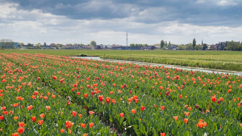 Time Lapse tulipanów kwiatu czerwoni pola w Holandia z typowym Holenderskim niebem z pięknymi chmurami 4K