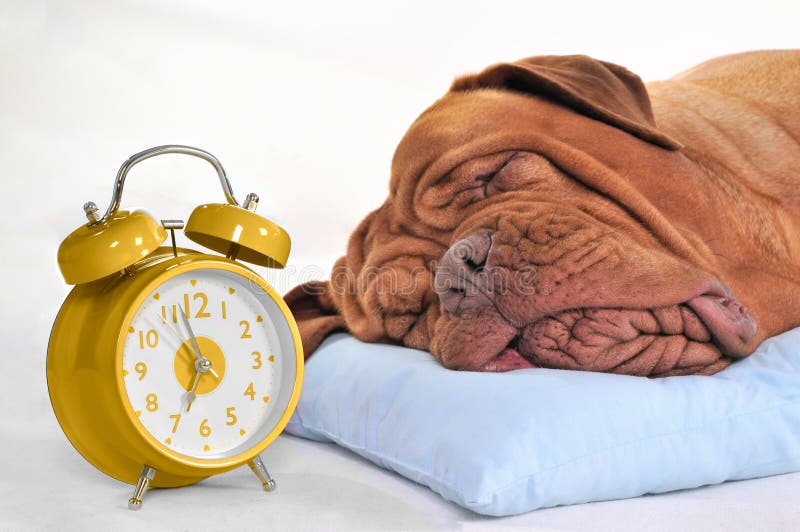 Big Dog Sleeping Sweetly with Golden Alarm-Clock. Big Dog Sleeping Sweetly with Golden Alarm-Clock