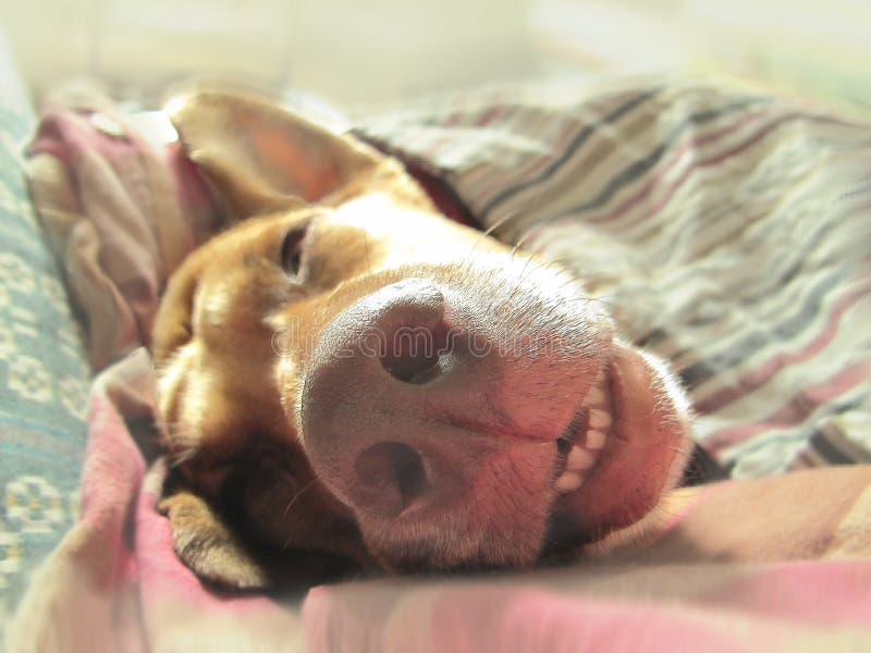 puppy wake up time puppy wake up time