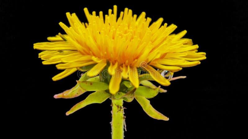 Timelapse coupé par fleur de pissenlit