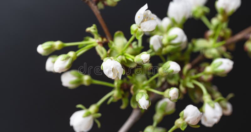 Timelapse de la branche de la fleur de cerise clips vidéos