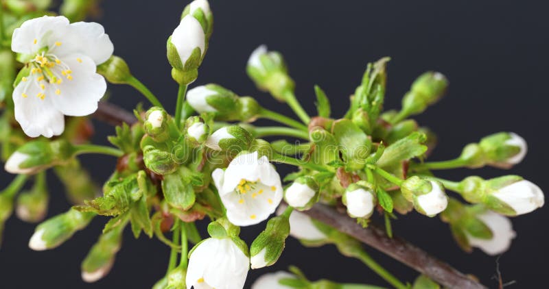 Timelapse de la branche de la fleur de cerise banque de vidéos