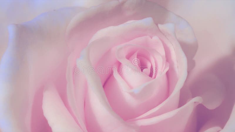Timelapse, fim acima de abrir a rosa cor-de-rosa, rosas cor-de-rosa de florescência, animação bonita