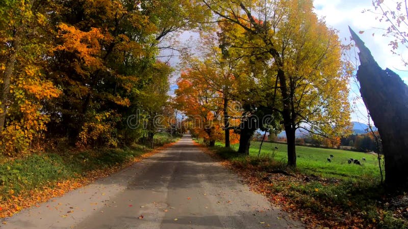 TimeLapse - gå under oavkortad färg för träd under nedgång i Vermont