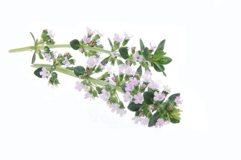 Flowering stems of thyme herb on white background. Flowering stems of thyme herb on white background