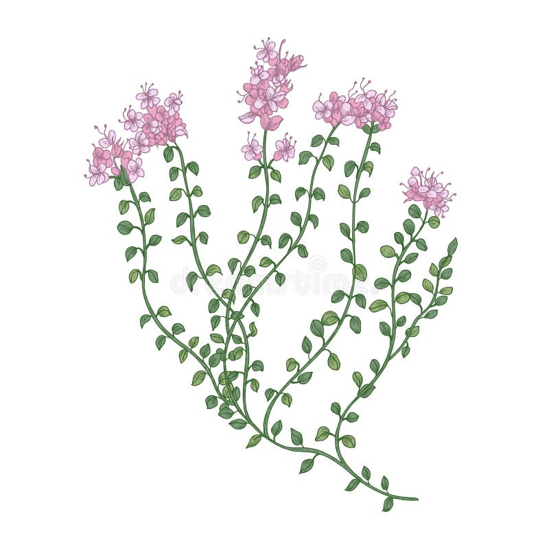 Timjanblommor eller inflorescences som isoleras på vit bakgrund Den specificerade teckningen av den lösa perenna örtartade växten vektor illustrationer