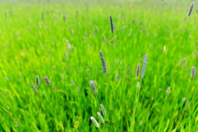 619 Timothy Grass Photos - Free & Royalty-Free Stock Photos from Dreamstime