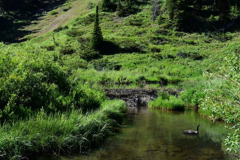 Tin Cup Beaver Dam in Idaho Stock Photo Image of water, drive 252382012