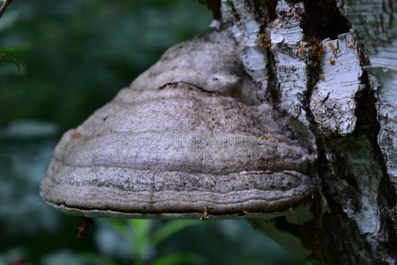 Tinder mushroom on a white birch in the forest, long-term fungus firmly settled on the tree