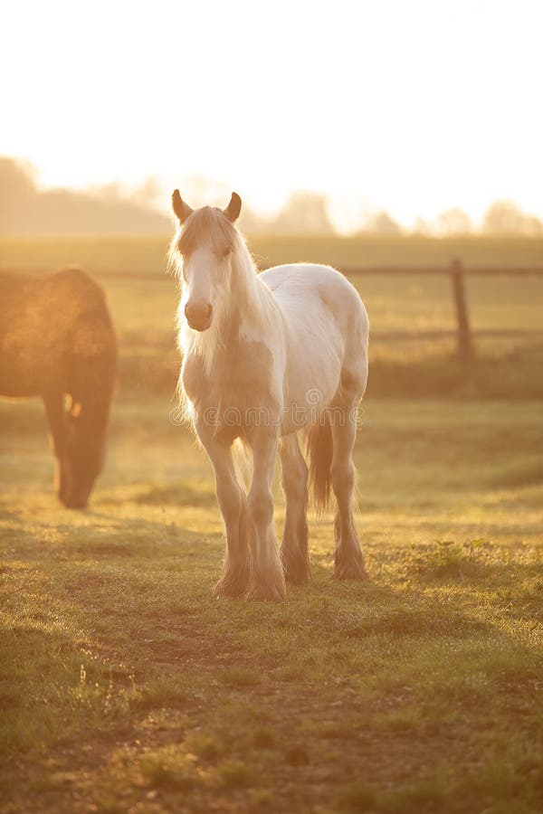 Tinker horse grazing in a field with morning sun