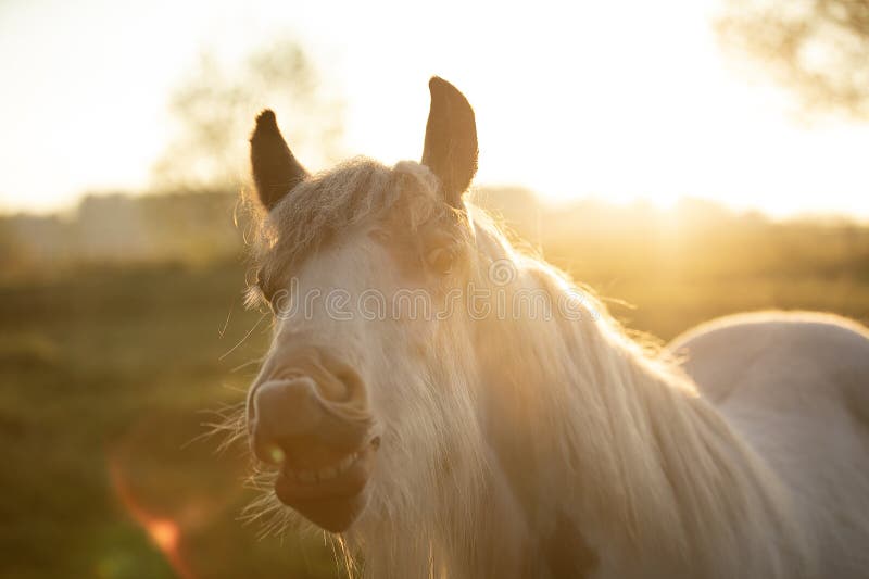 Tinker horse grazing in a field with morning sun