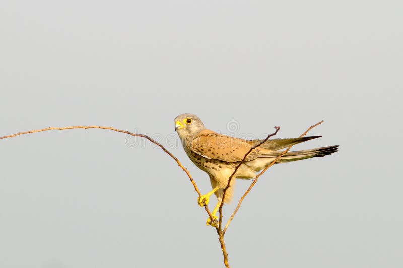 Tinnunculus comum do Kestrel/Falco foto de stock Tinnunculus comum do Kestrel/Falco foto de stock