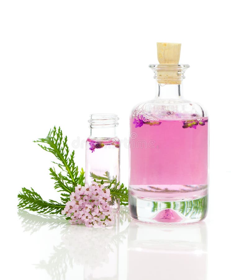 Tinte herbario de la milenrama, millefolium de Achillea imágenes de archivo libres de regalías Tinte herbario de la milenrama, millefolium de Achillea imágenes de archivo libres de regalías