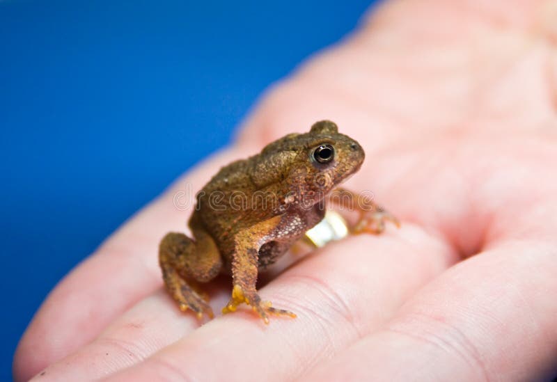 Tiny American Toad stock photography Tiny American Toad stock photography