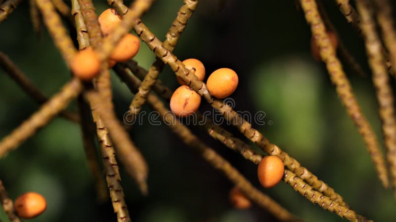 Tiny areca nuts growing in the garden stock image