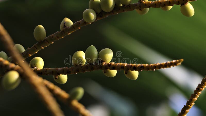 Tiny areca nuts growing in the garden stock images