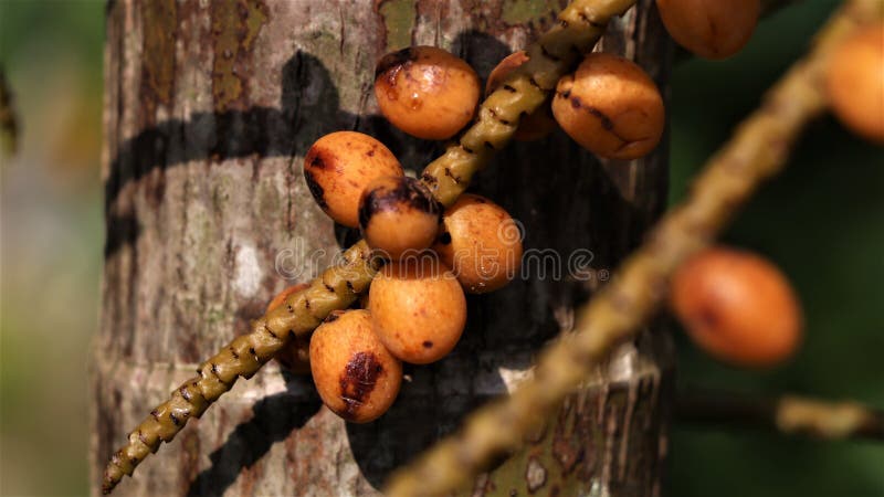 Tiny areca nuts growing in the garden royalty free stock photos
