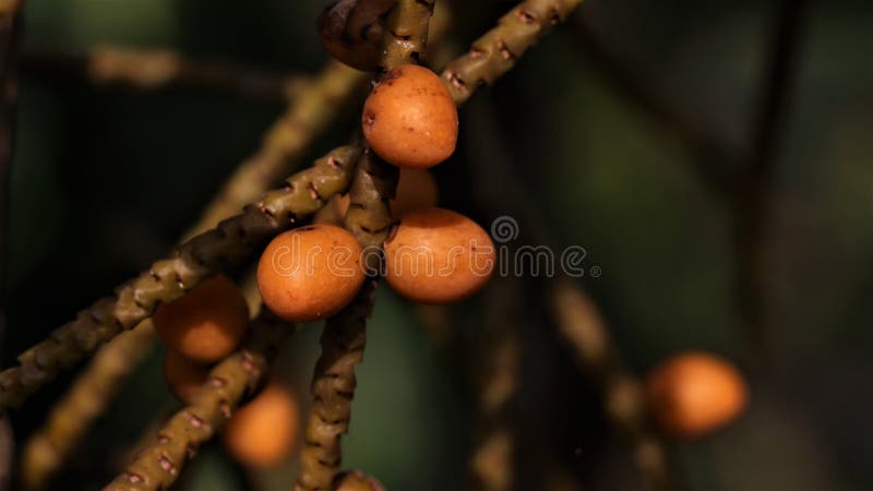 Tiny areca nuts growing in the garden stock photo