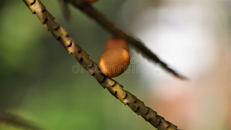 Tiny areca nuts growing in the garden stock photos