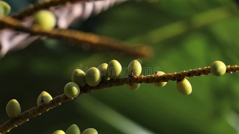 Tiny areca nuts growing in the garden royalty free stock photography
